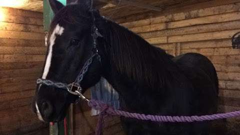Trendsetting Stables Trendsetting Stables